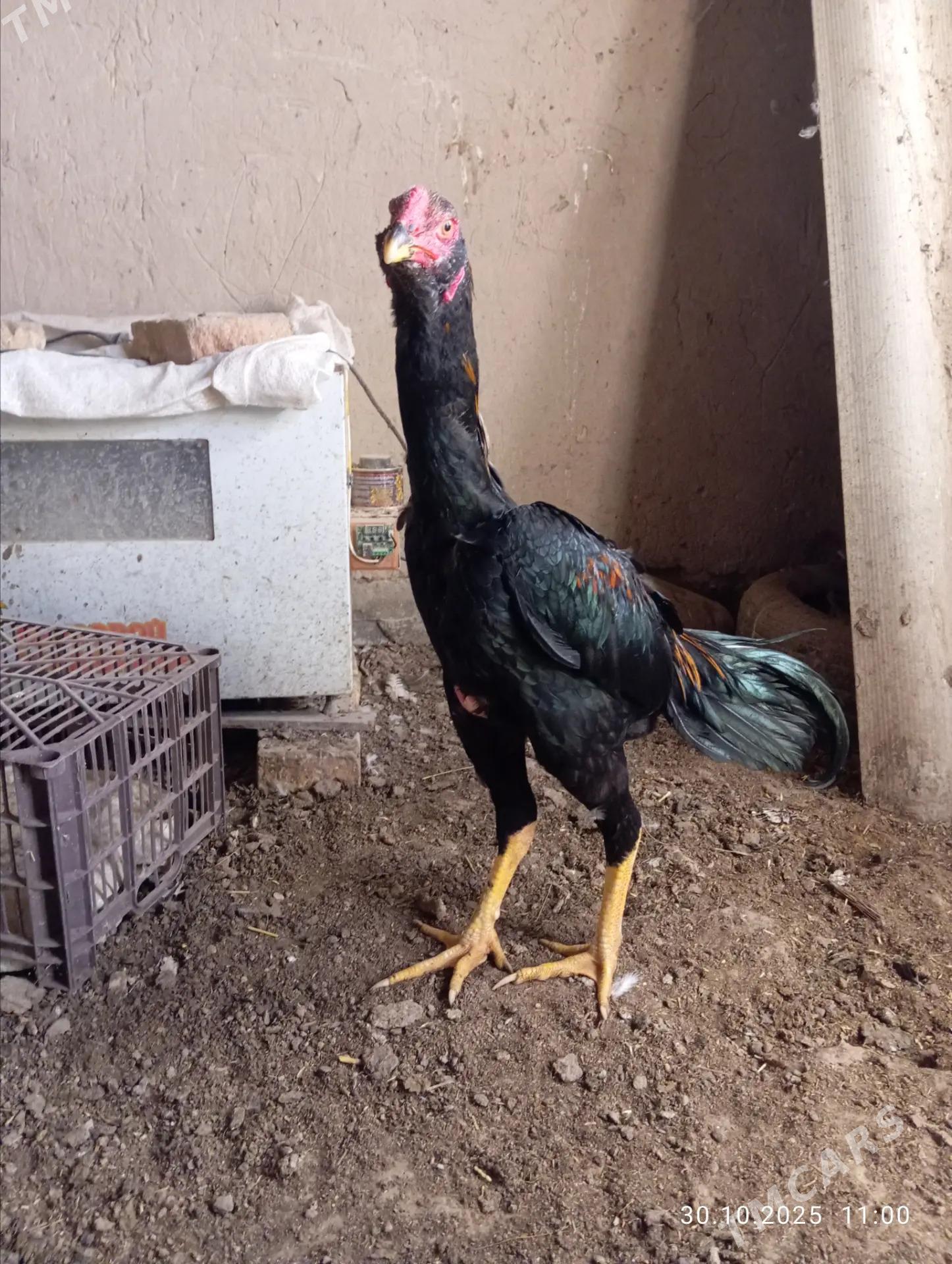 horaz bayes - Mary - img 2