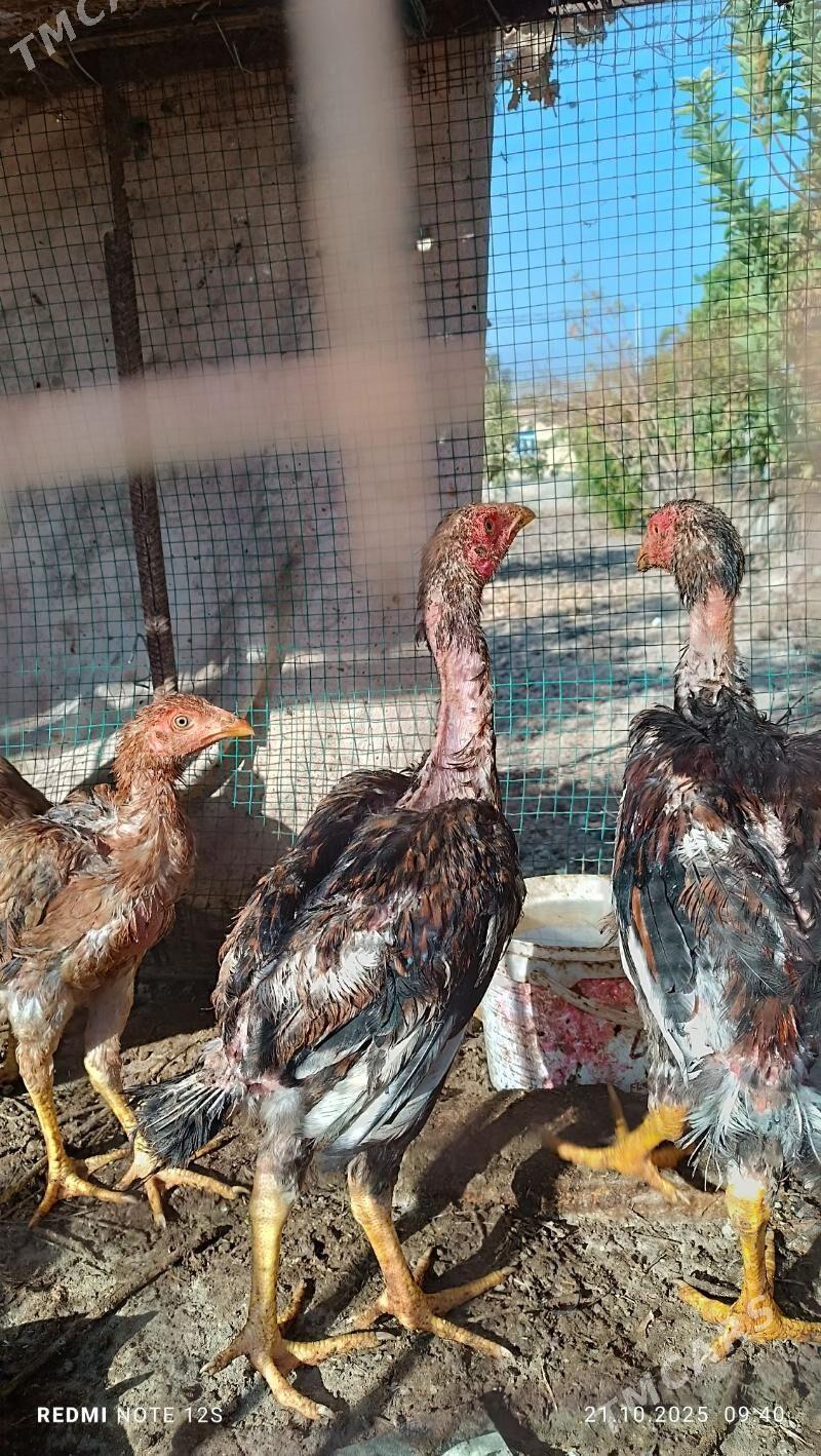 juyjeler - Дянев - img 1