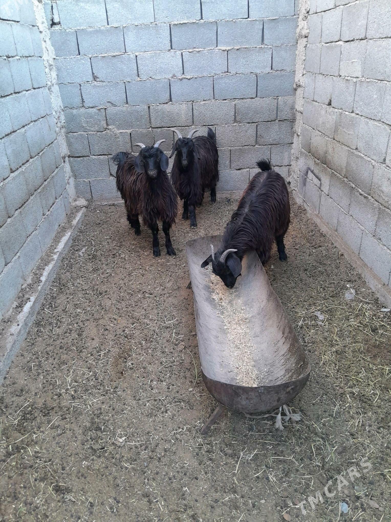 geçi - Garadamak - img 1