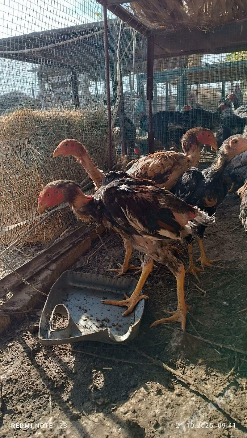 juyjeler - Дянев - img 4