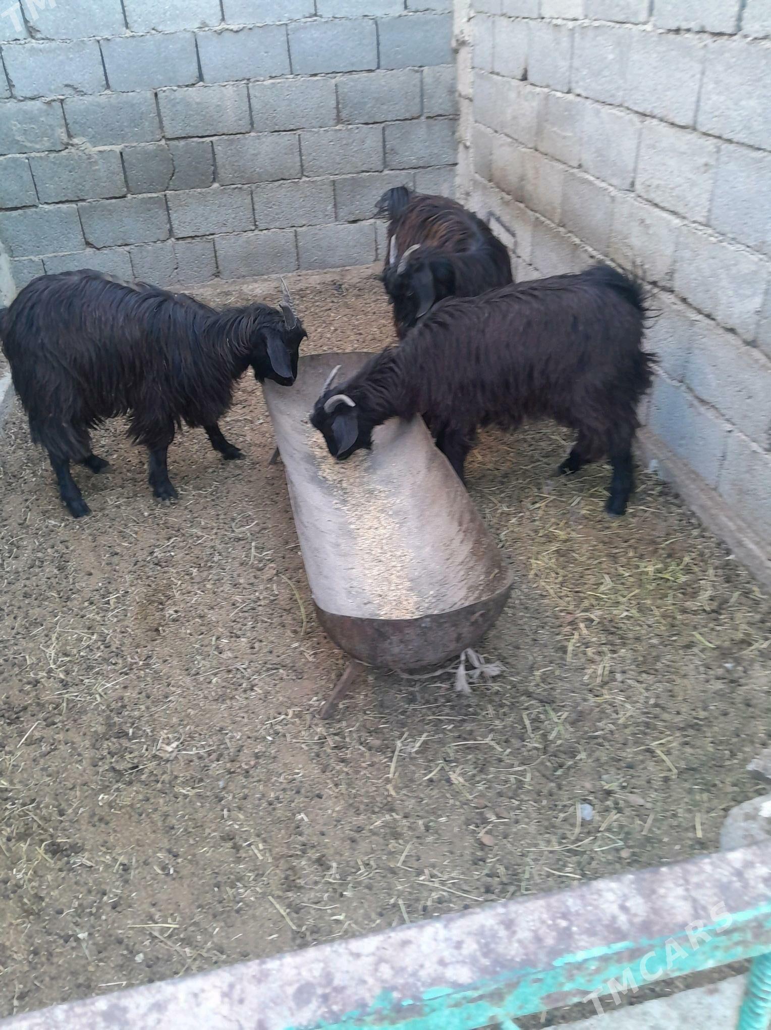 geçi - Garadamak - img 2