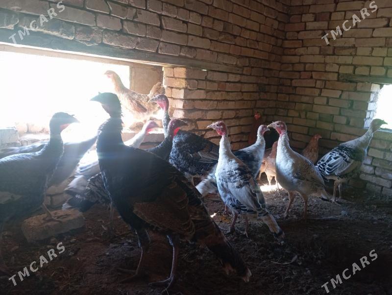 induk - Mary - img 2