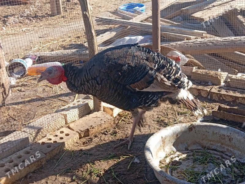 induk - Mary - img 3