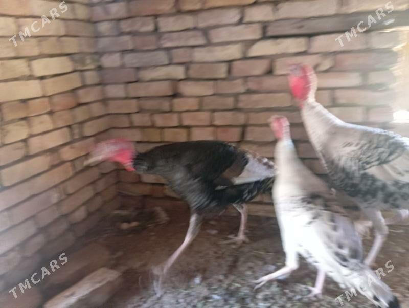 induk - Mary - img 4