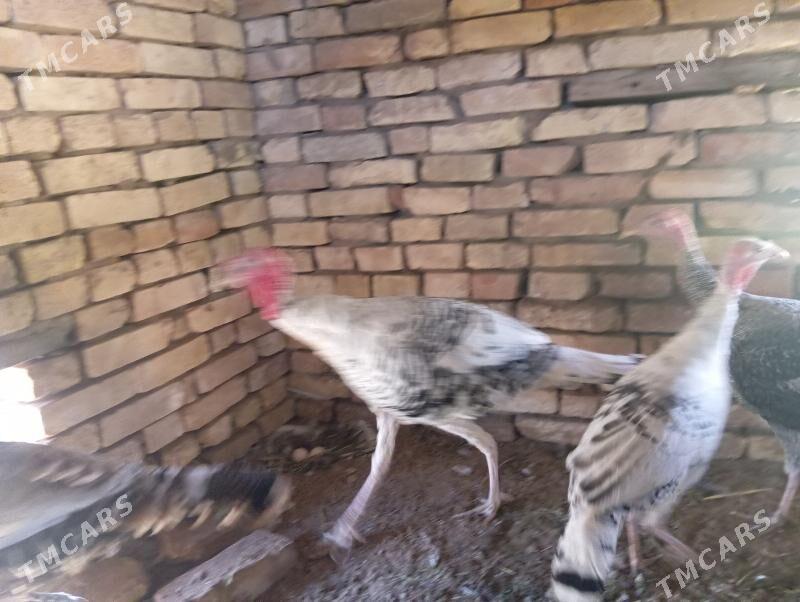 induk - Mary - img 5