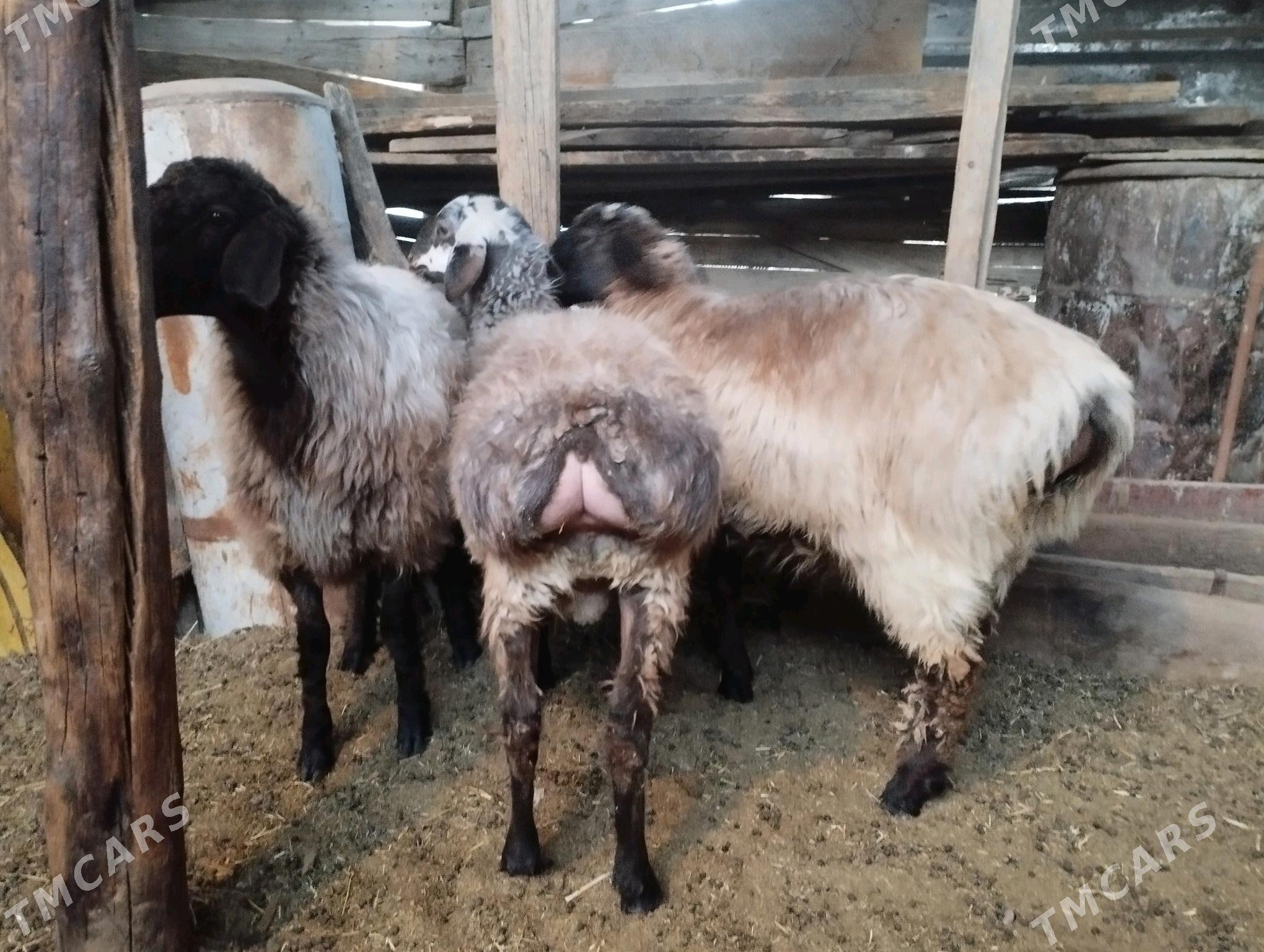 Issek tokly - Aşgabat - img 2