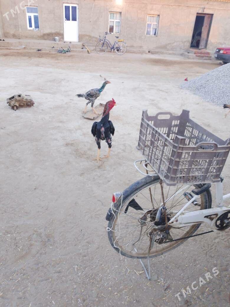 bayes horaz - Mary - img 2