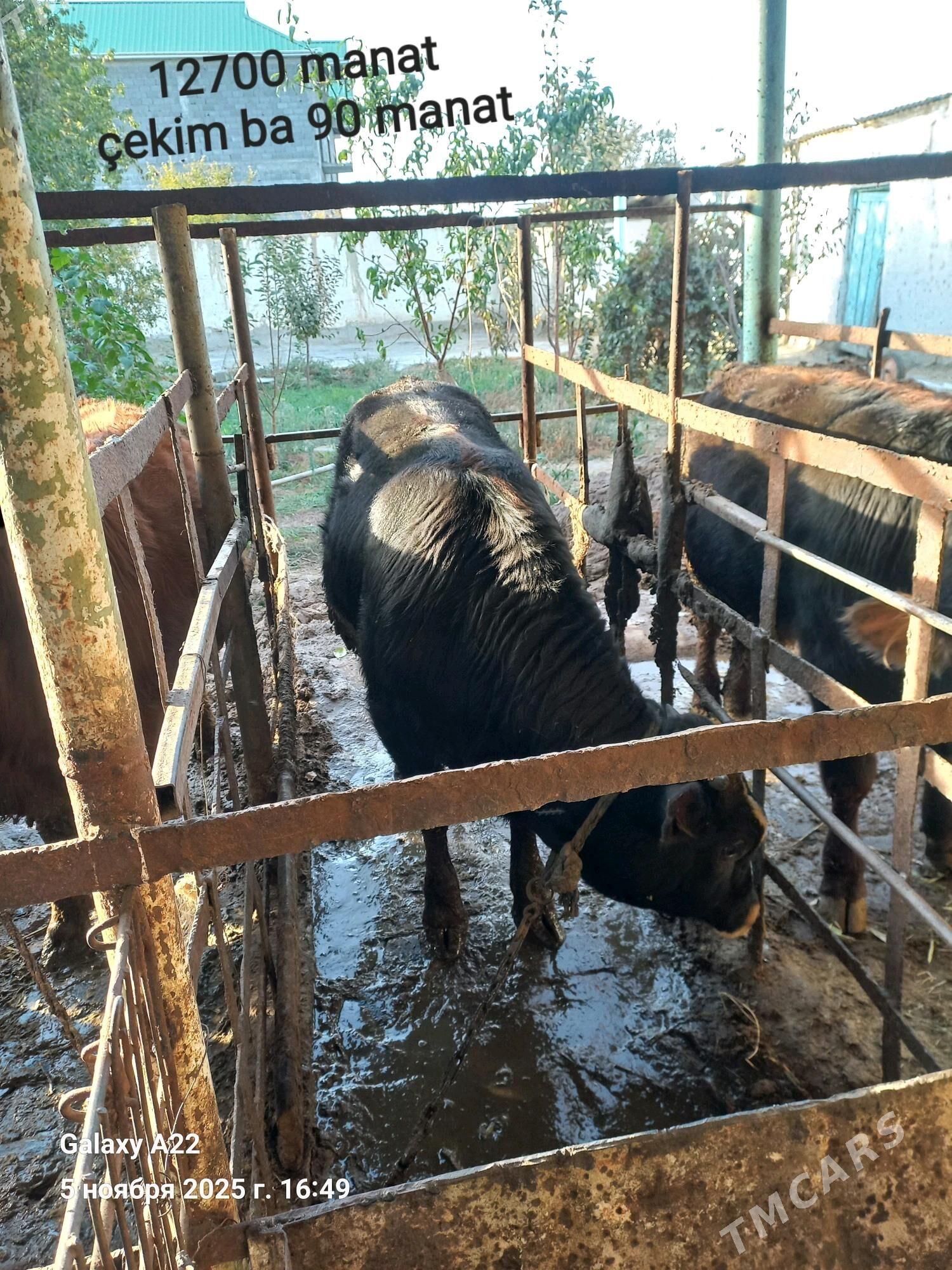 okuz - Бахарден - img 1