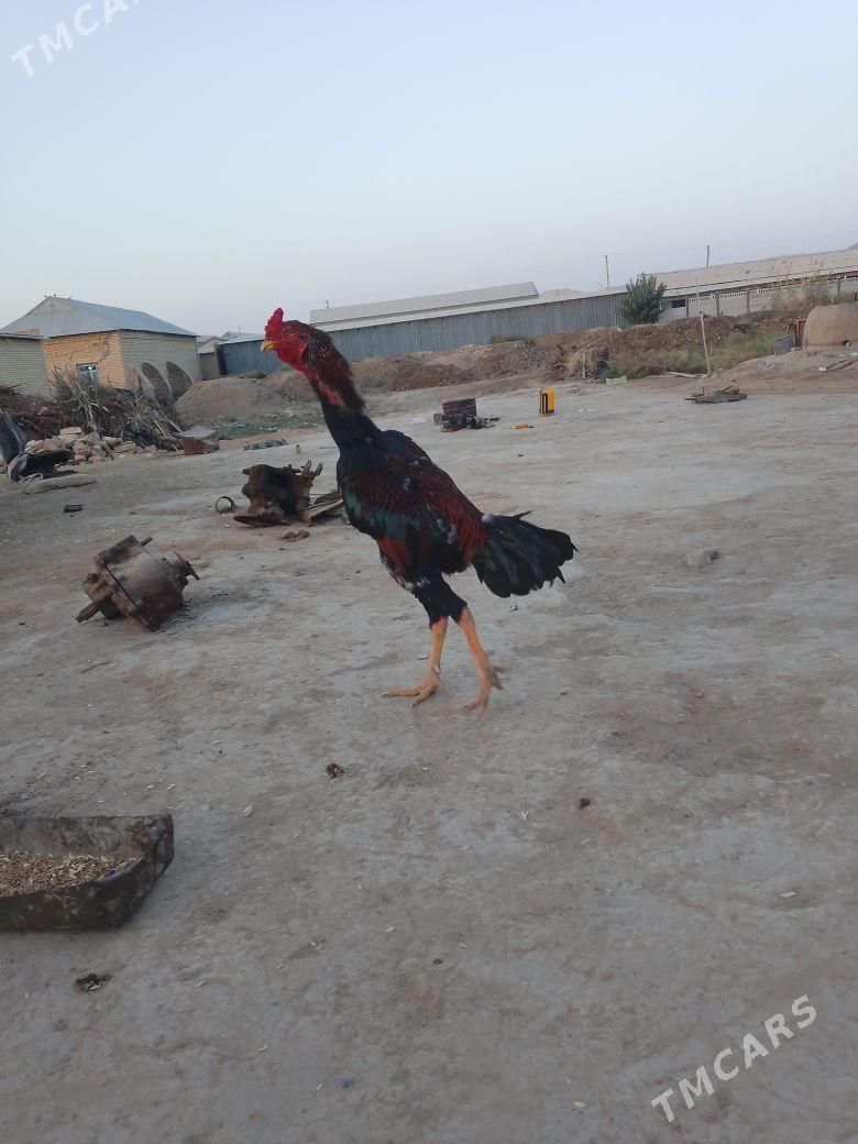 bayes horaz - Mary - img 4