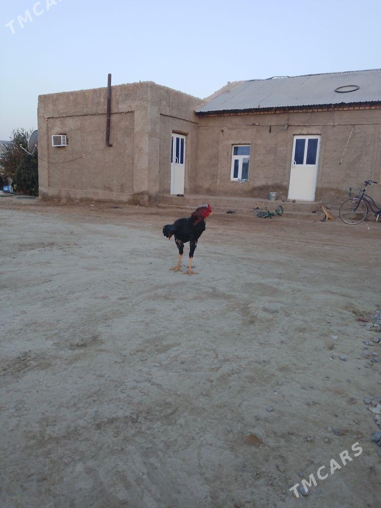 bayes horaz - Mary - img 3