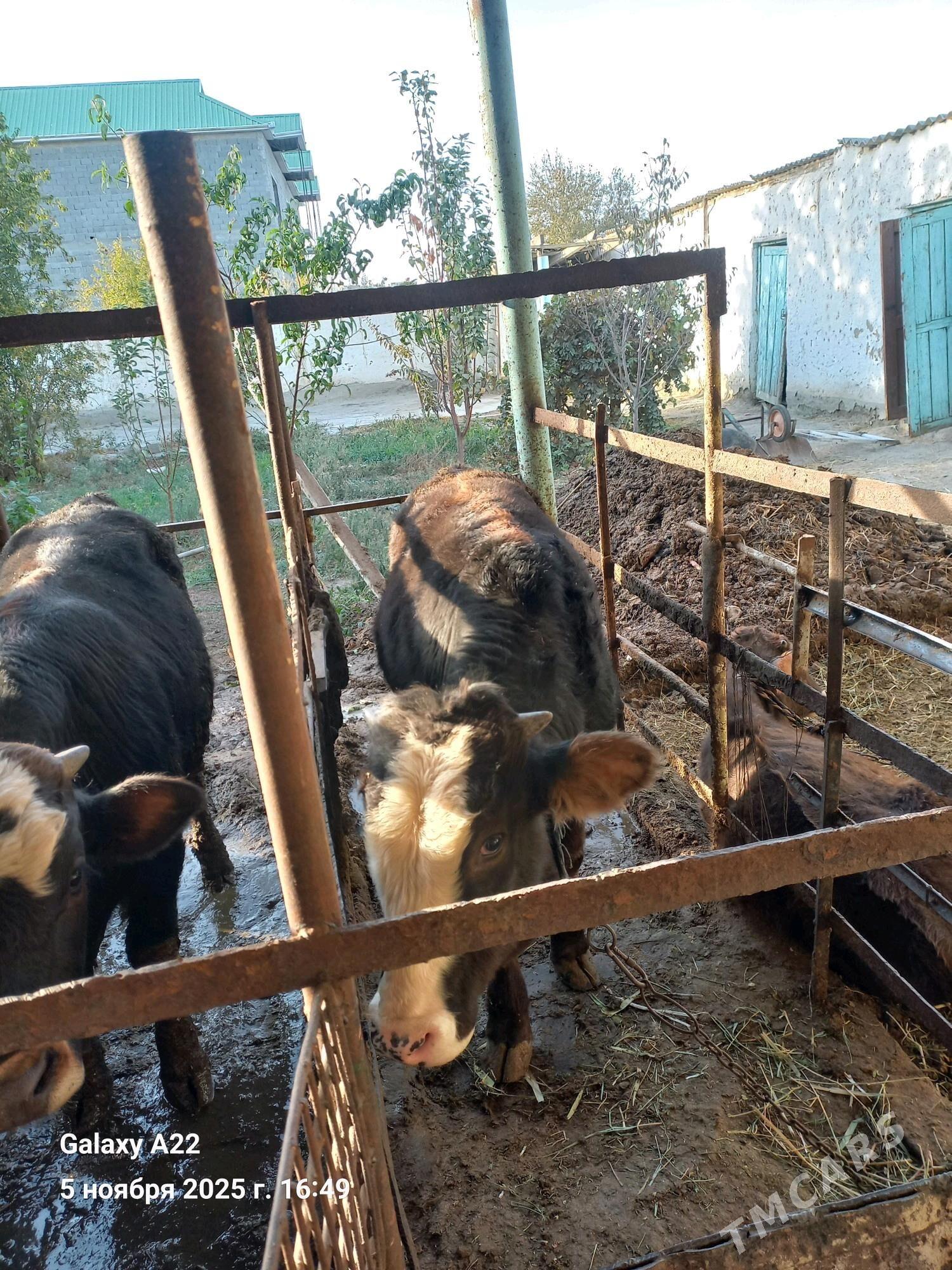 okuz - Бахарден - img 2