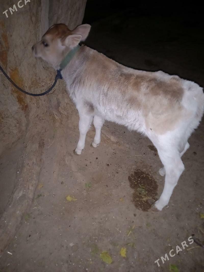 Goleli sygyr - Гызыларбат - img 3