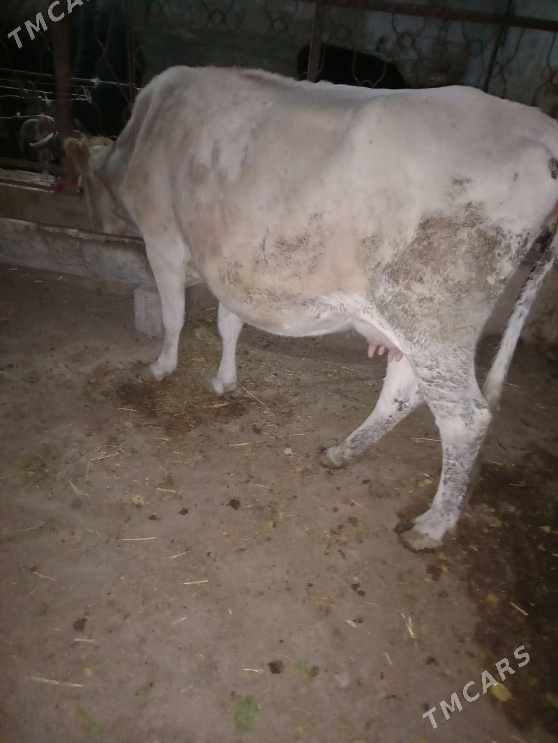 Goleli sygyr - Гызыларбат - img 2