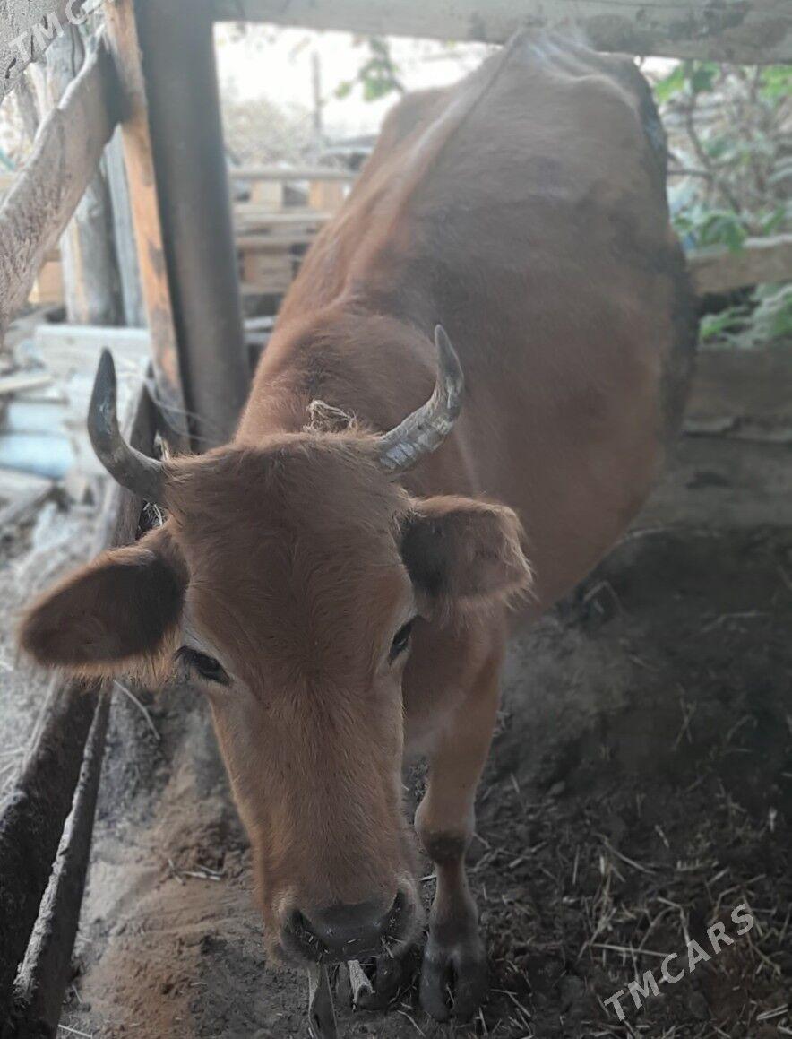 gysyr sygyr - Анев - img 2