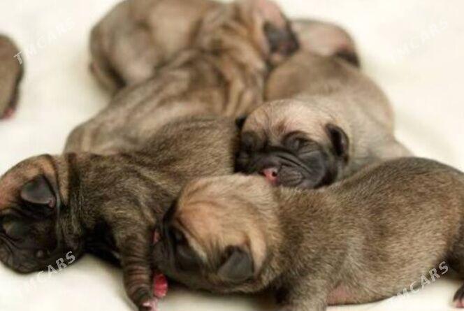 мопсики - Ашхабад - img 2