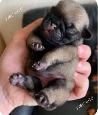 мопсики - Ашхабад - img 3