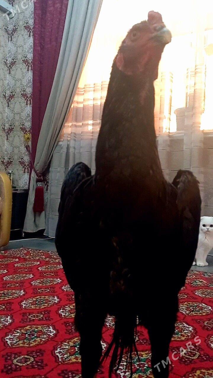 ЖУЖЕ 6 айлык - Türkmenabat - img 6