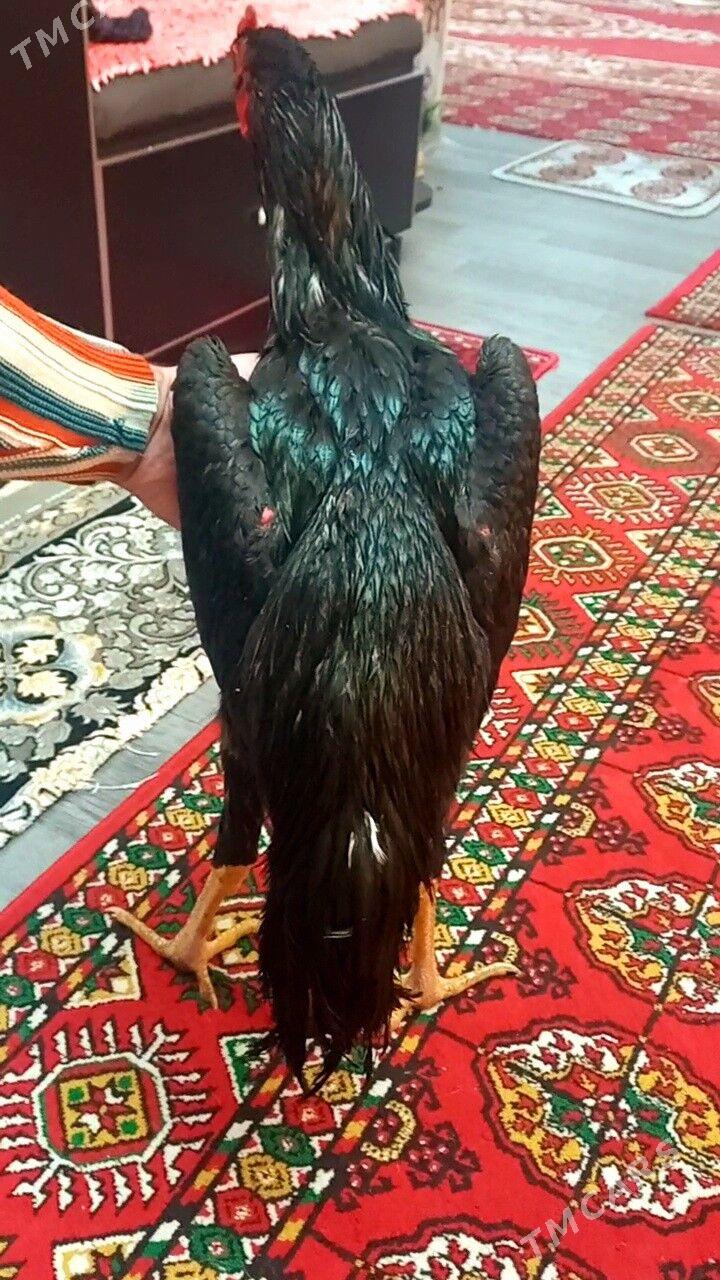 ЖУЖЕ 6 айлык - Türkmenabat - img 10