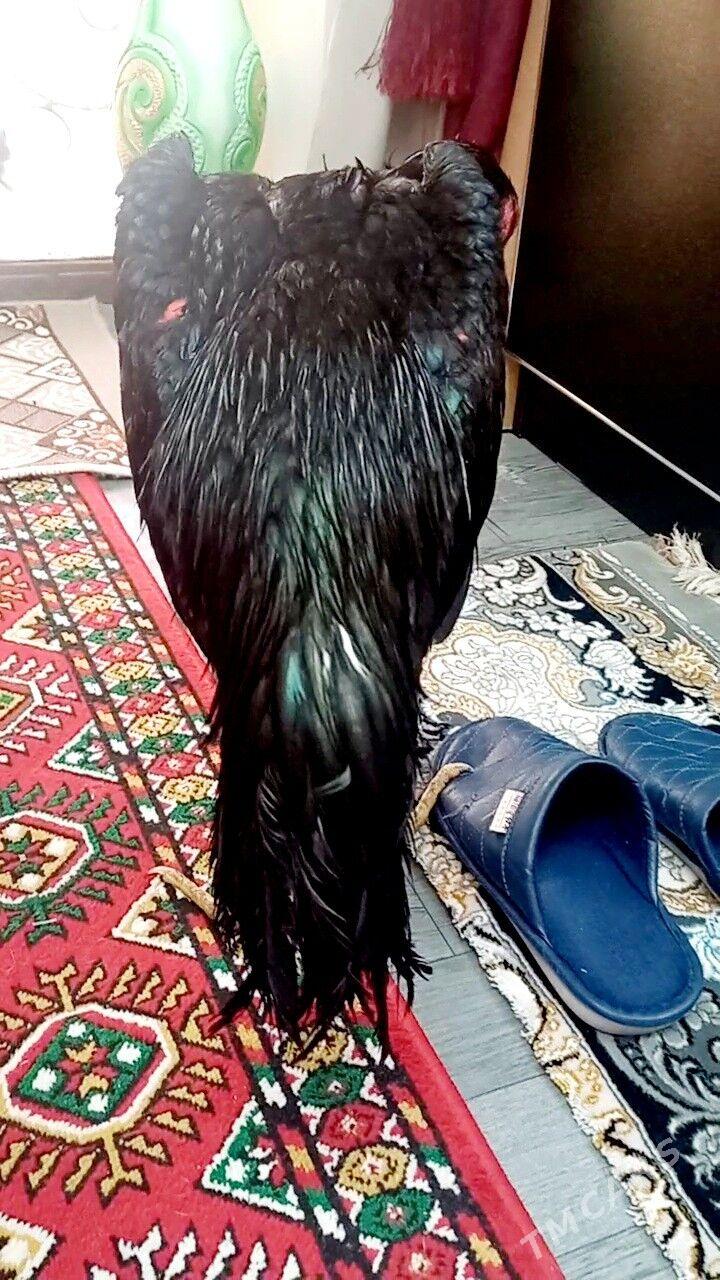 ЖУЖЕ 6 айлык - Türkmenabat - img 2