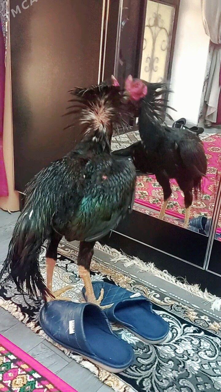 ЖУЖЕ 6 айлык - Türkmenabat - img 4