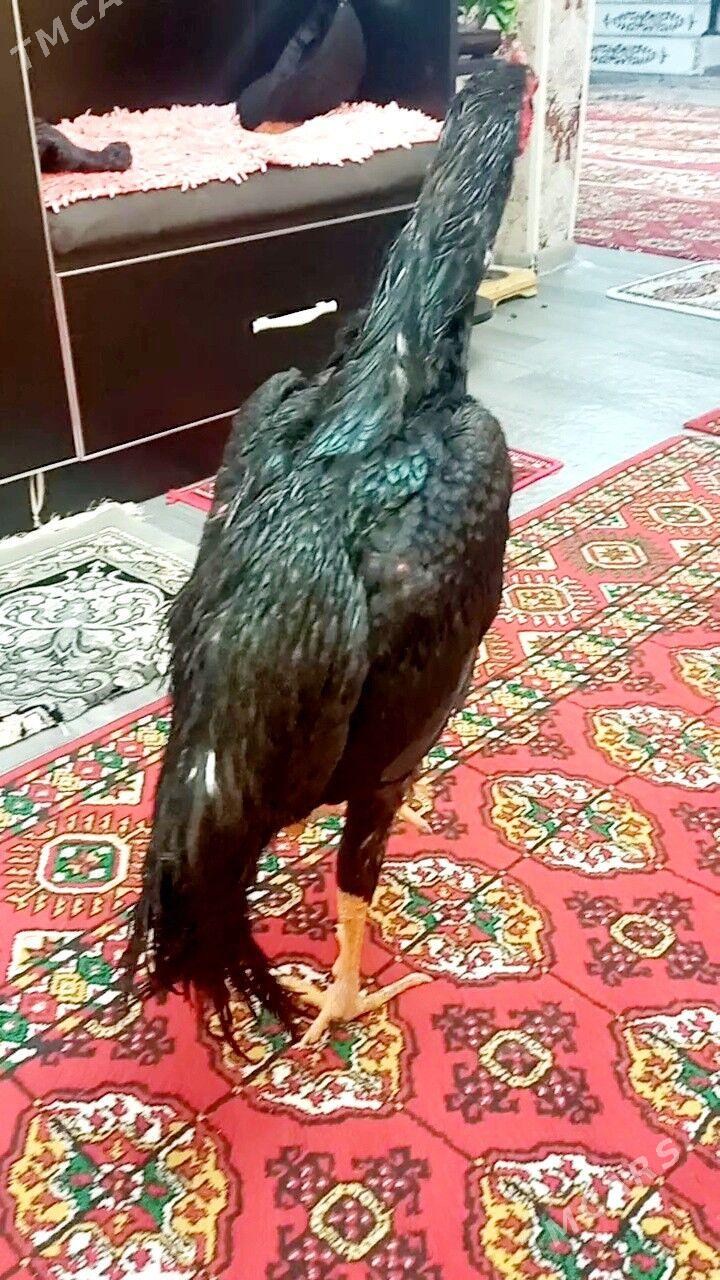 ЖУЖЕ 6 айлык - Türkmenabat - img 3