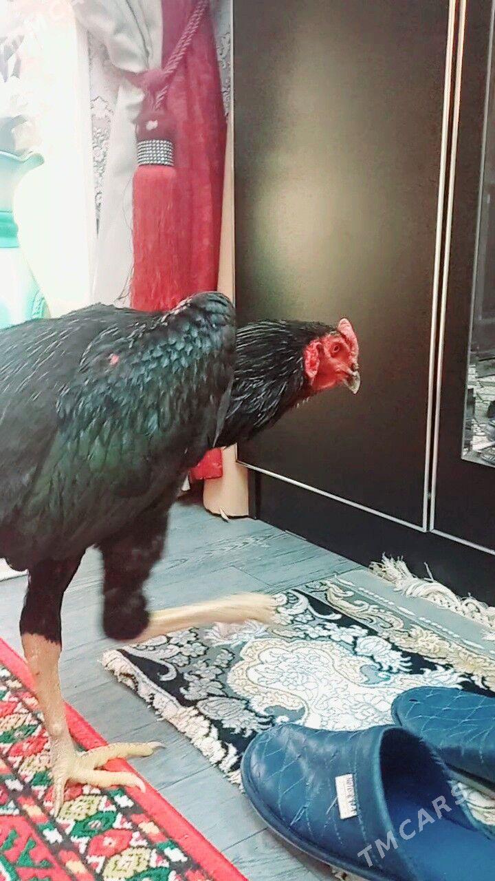 ЖУЖЕ 6 айлык - Türkmenabat - img 5