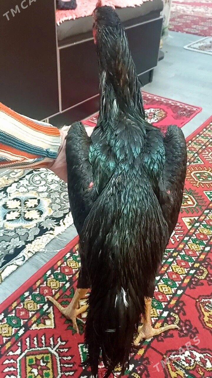 ЖУЖЕ 6 айлык - Türkmenabat - img 8