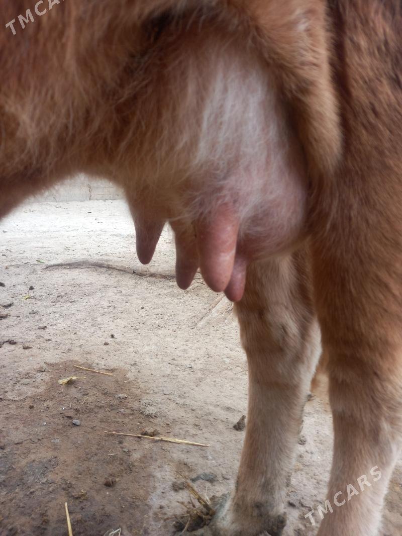 Goleli sygyr - Гызыларбат - img 1