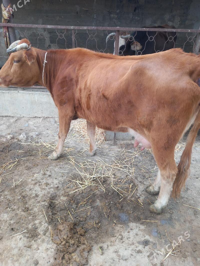 Goleli sygyr - Гызыларбат - img 2