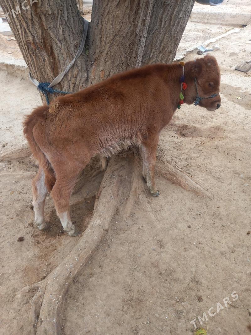 Goleli sygyr - Гызыларбат - img 4