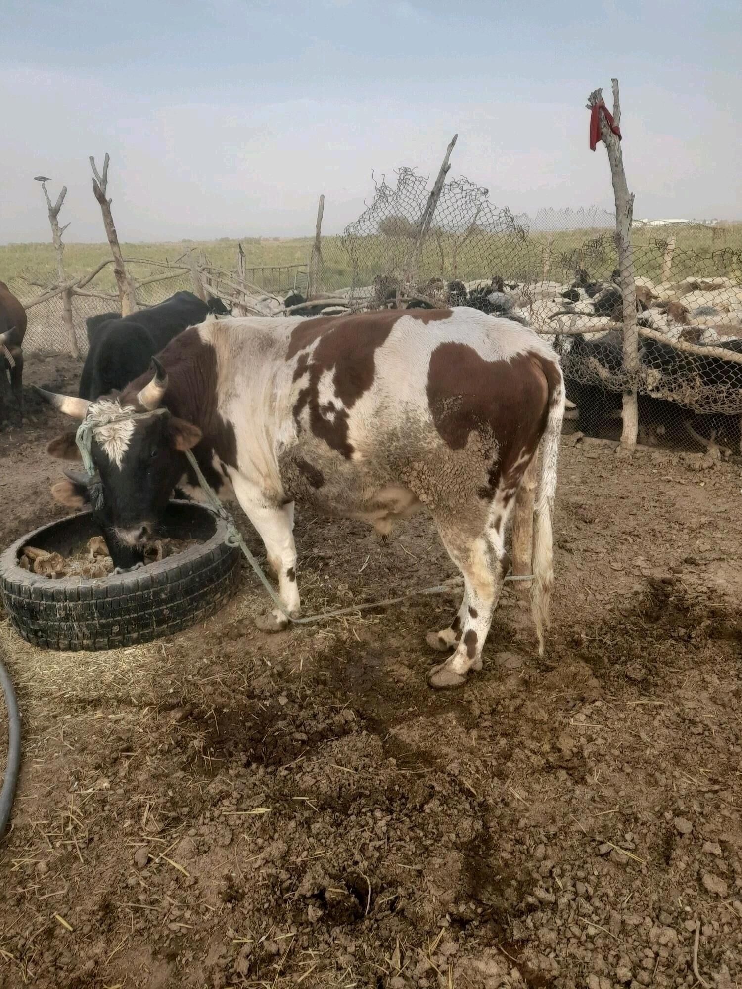 okuz - Baýramaly - img 2