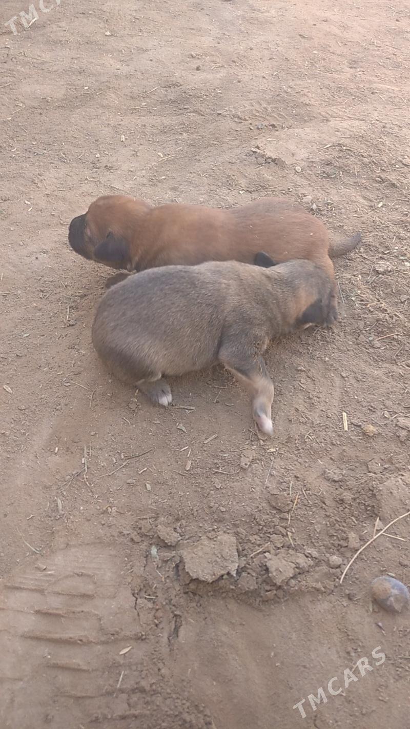 gujuk - Сакарчага - img 3