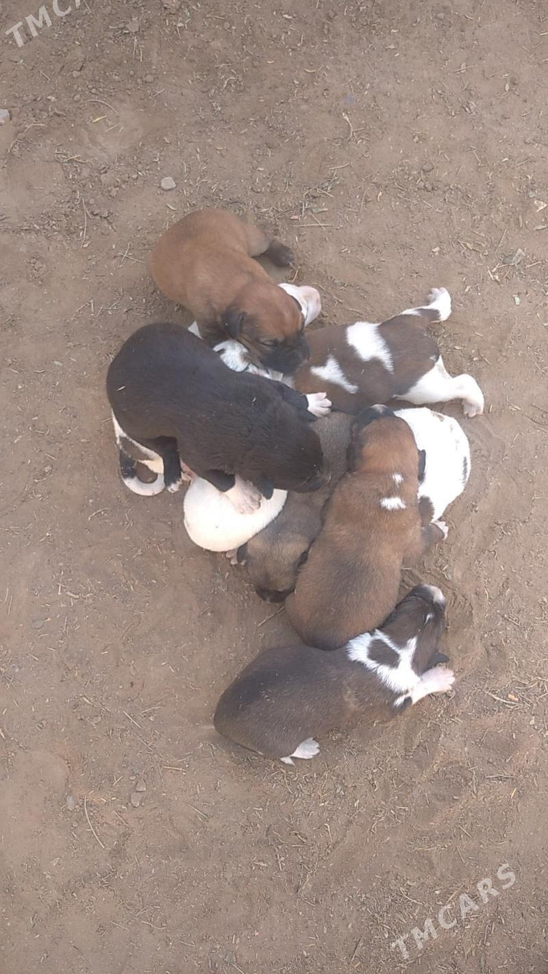 gujuk - Сакарчага - img 4