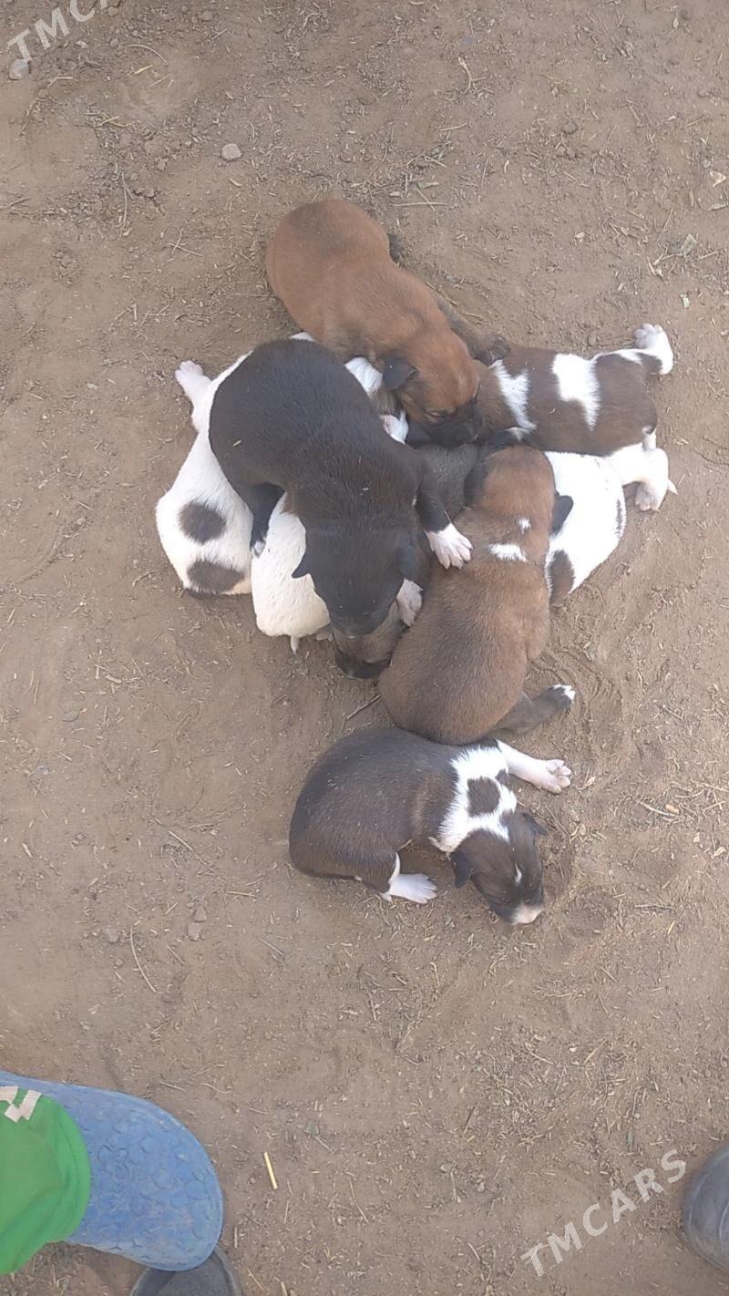 gujuk - Сакарчага - img 5