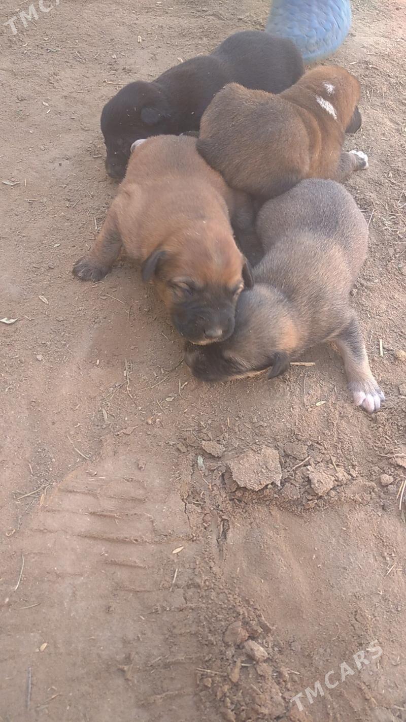 gujuk - Сакарчага - img 2