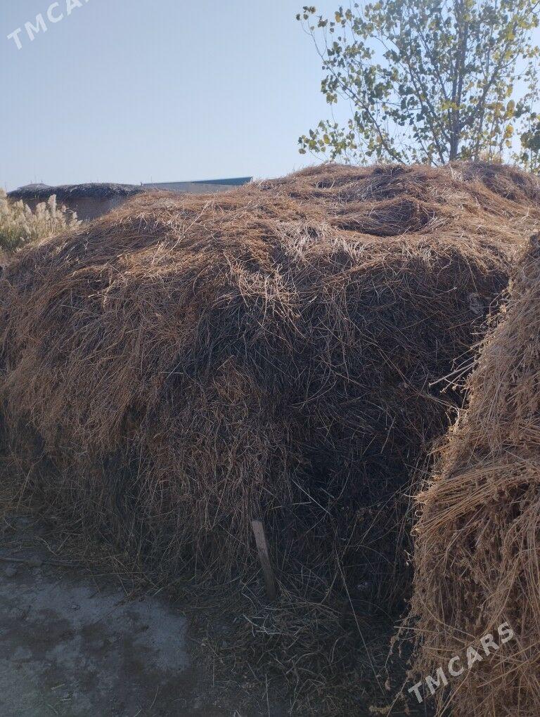 Yorunja ot - Çärjew - img 2