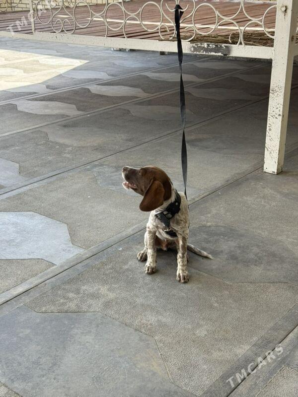 Awcy paroda - Mary - img 2