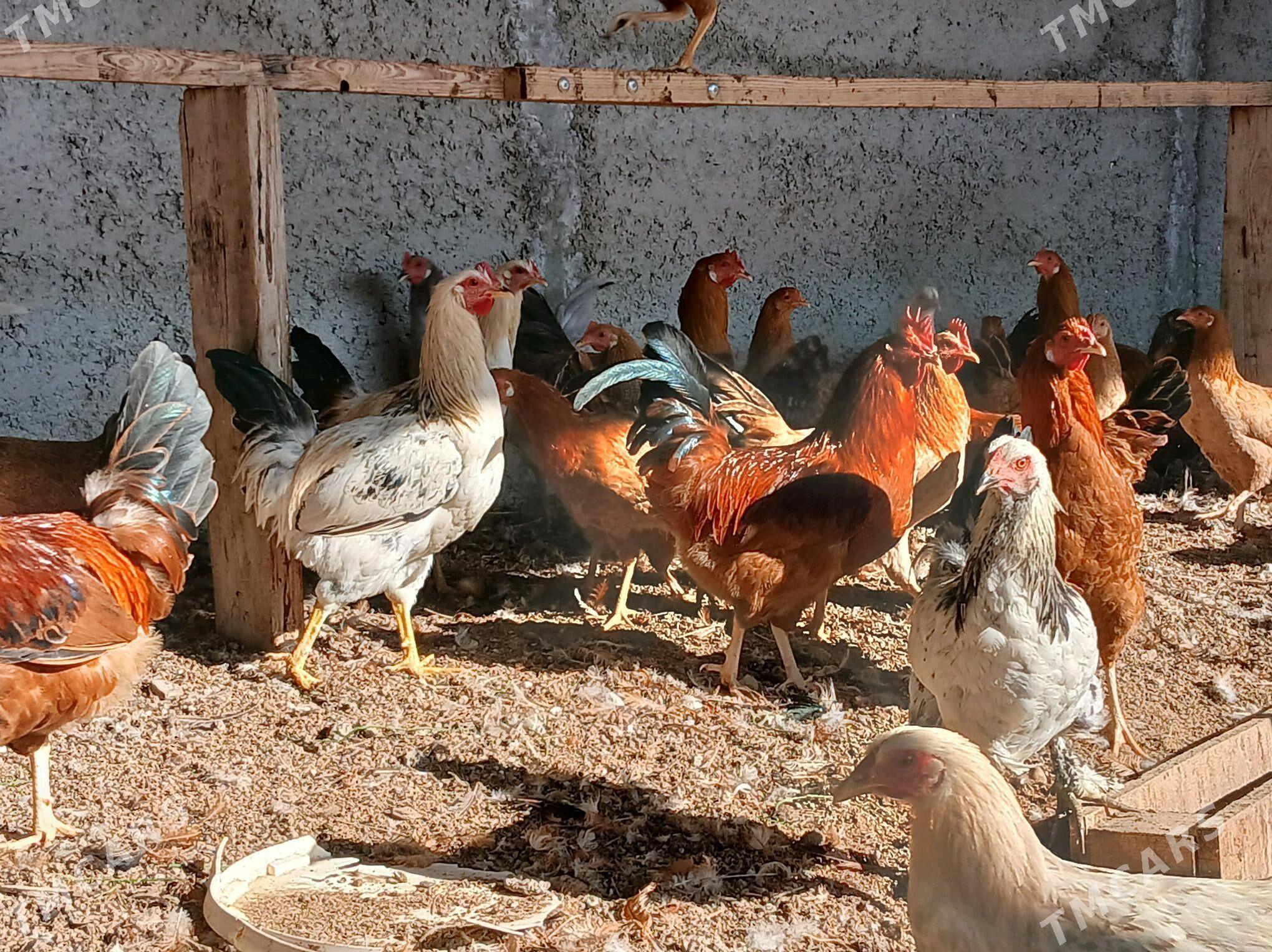 Horaz - Анев - img 4