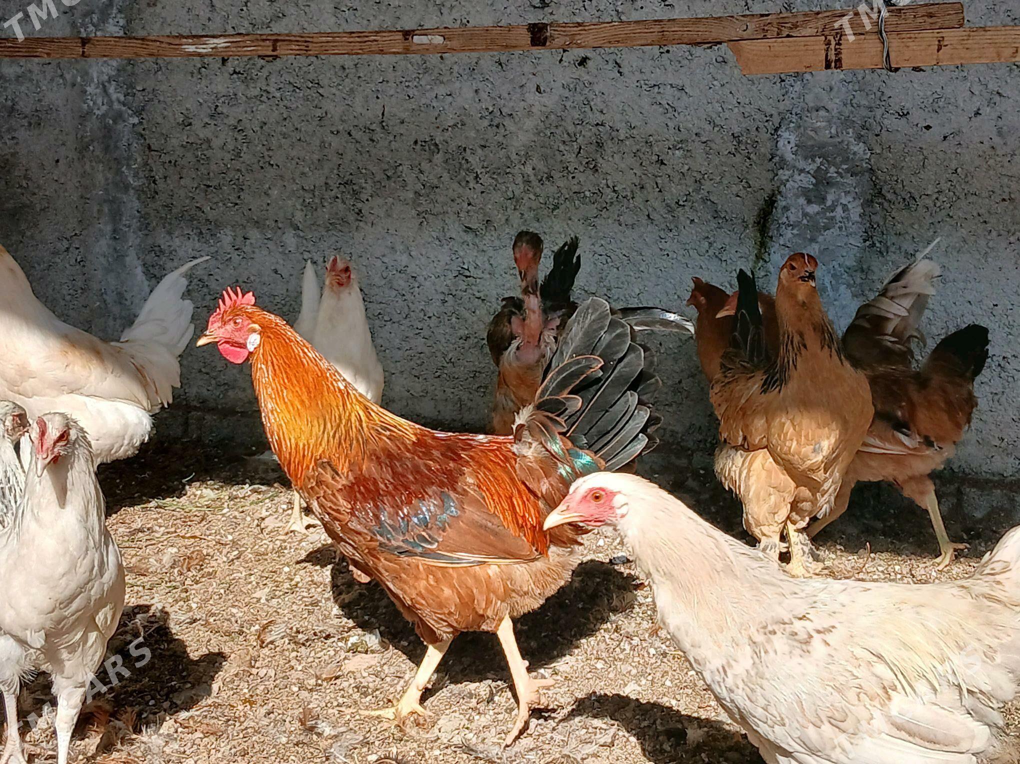 Horaz - Анев - img 2