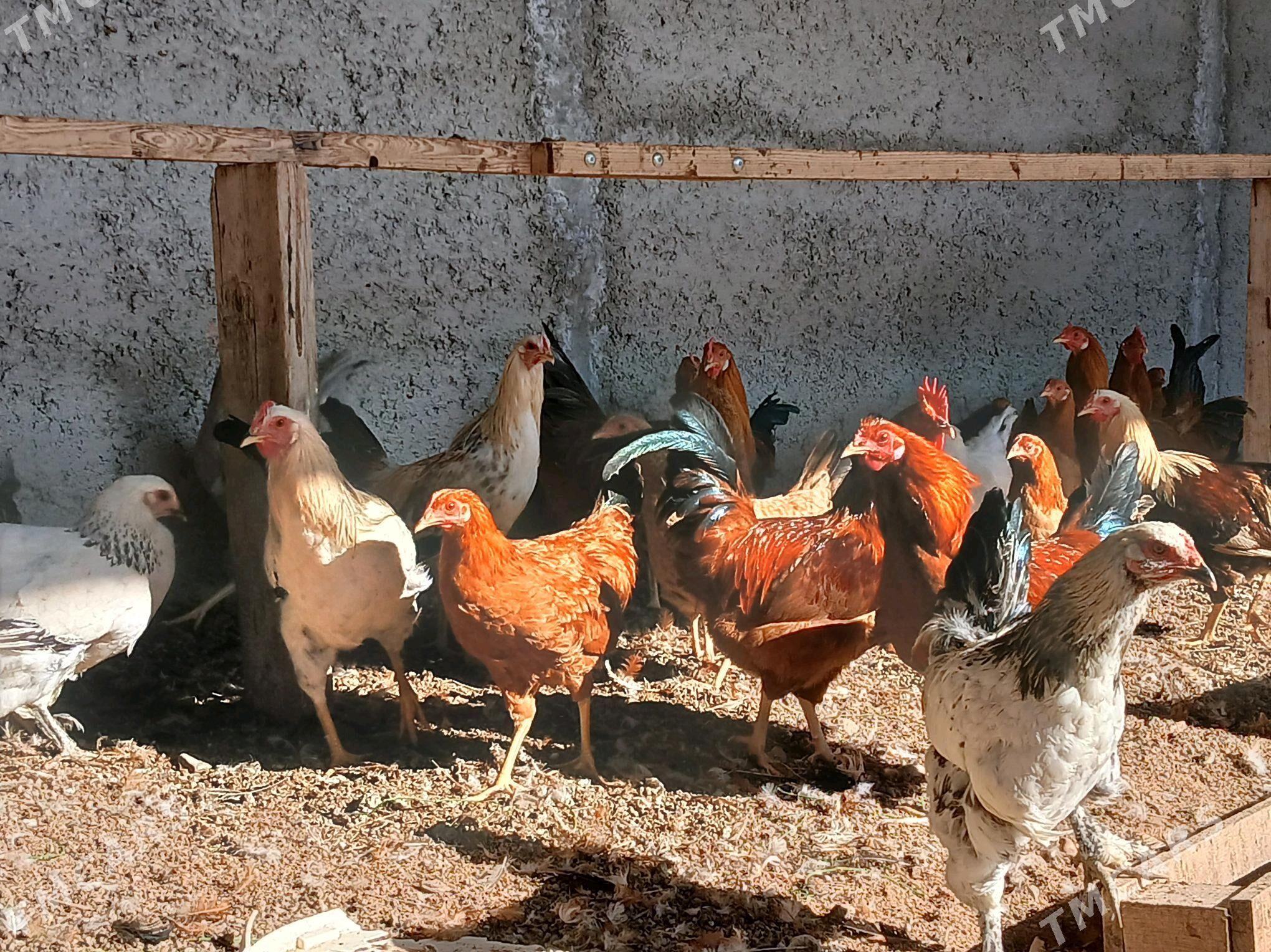 Horaz - Анев - img 3