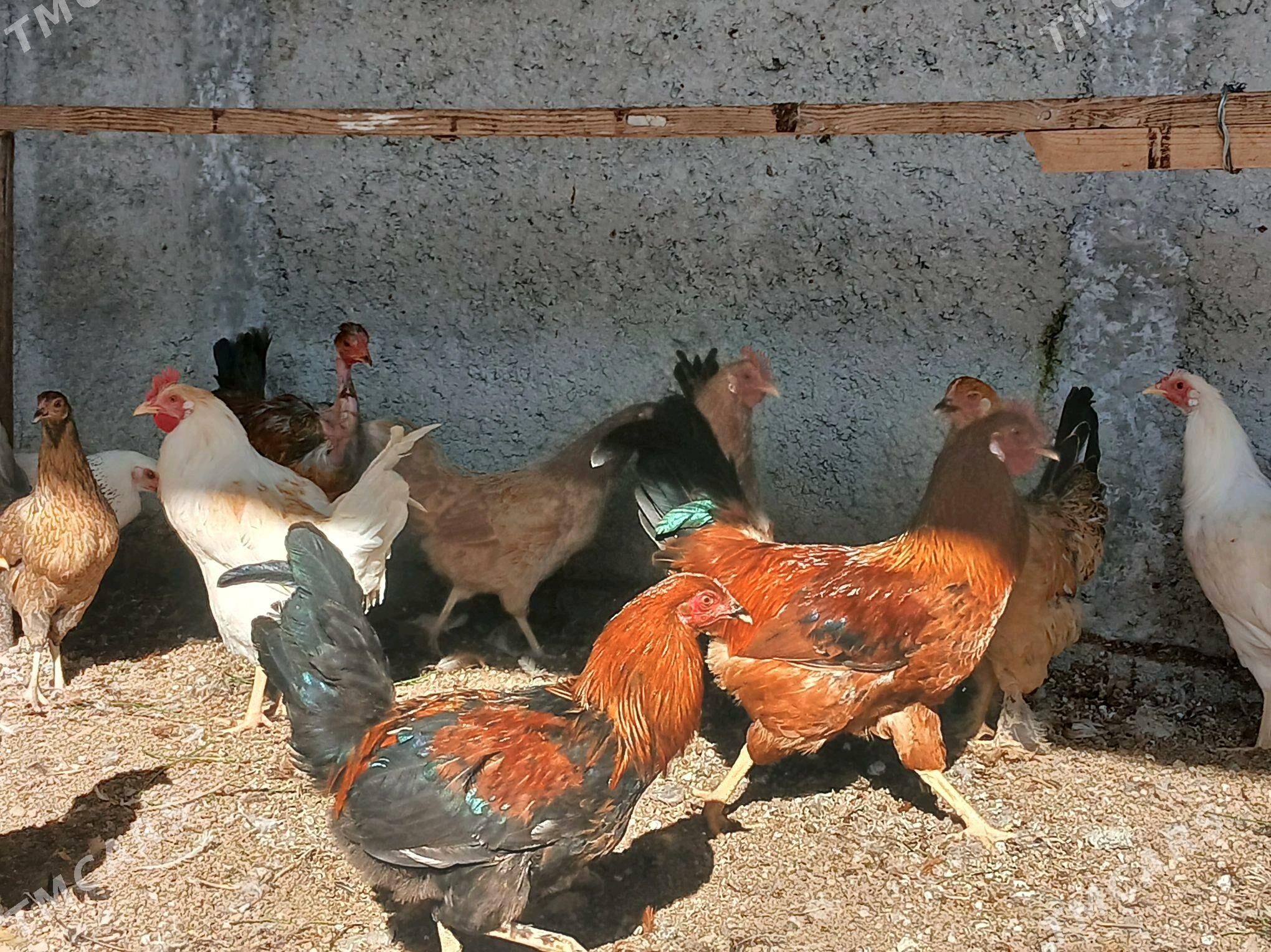 Horaz - Анев - img 5