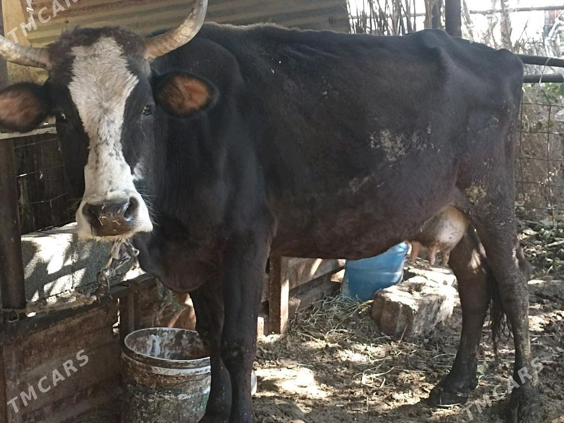Göleli sygyr şwes tohum - Ýaşlyk - img 1