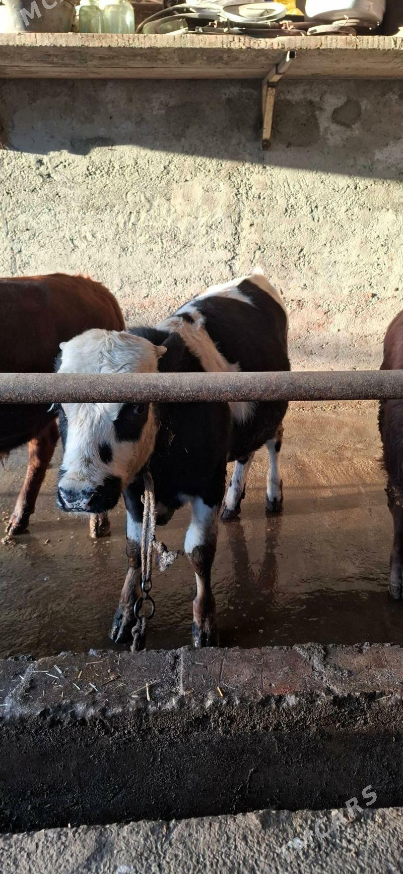 окуз - Hitrowka - img 3