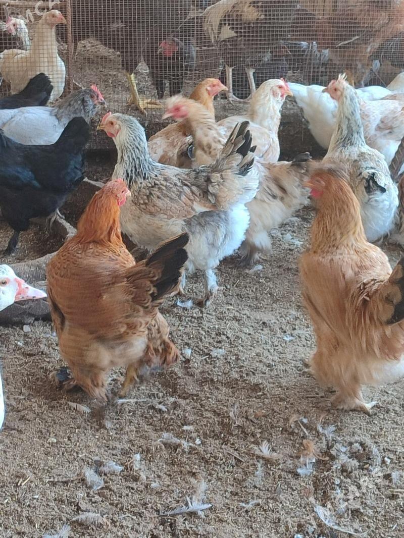 gigat jüyje - Türkmenabat - img 10