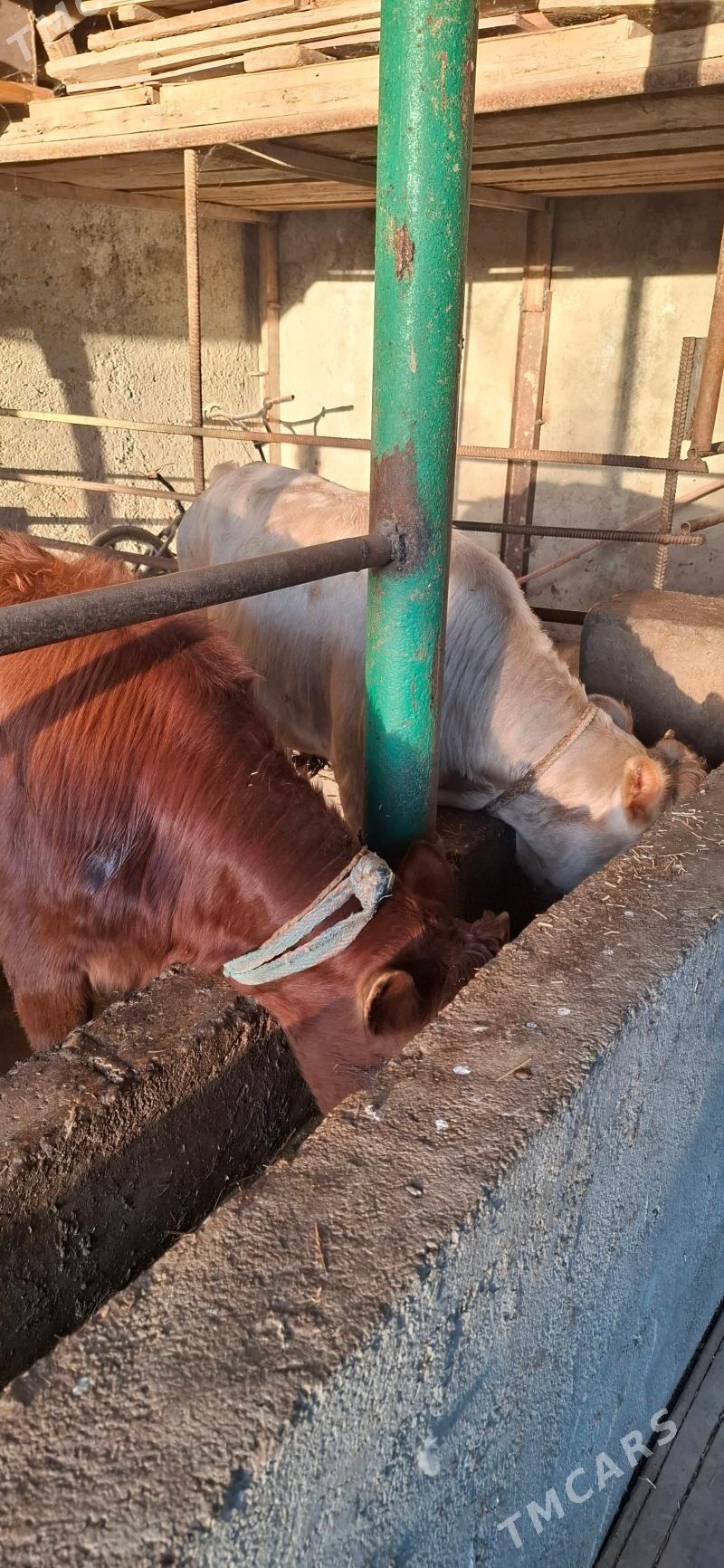 окуз - Hitrowka - img 4