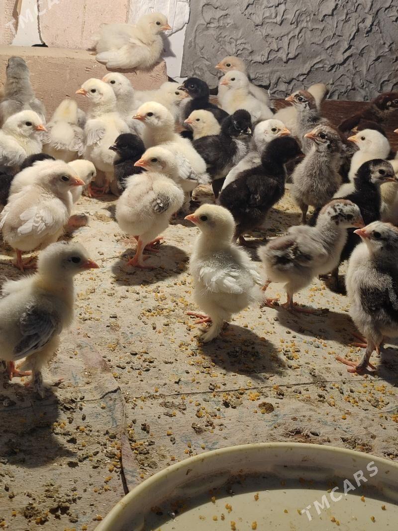 gigat jüyje - Türkmenabat - img 3