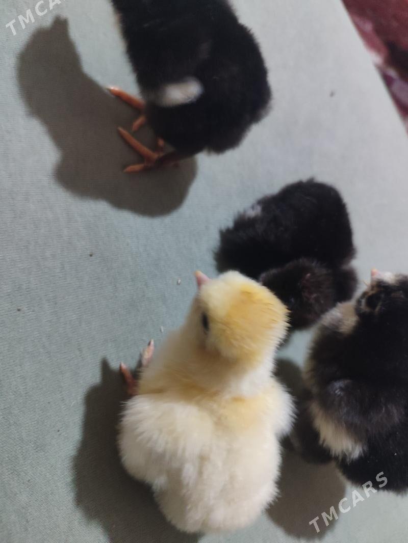 gigat jüyje - Türkmenabat - img 9