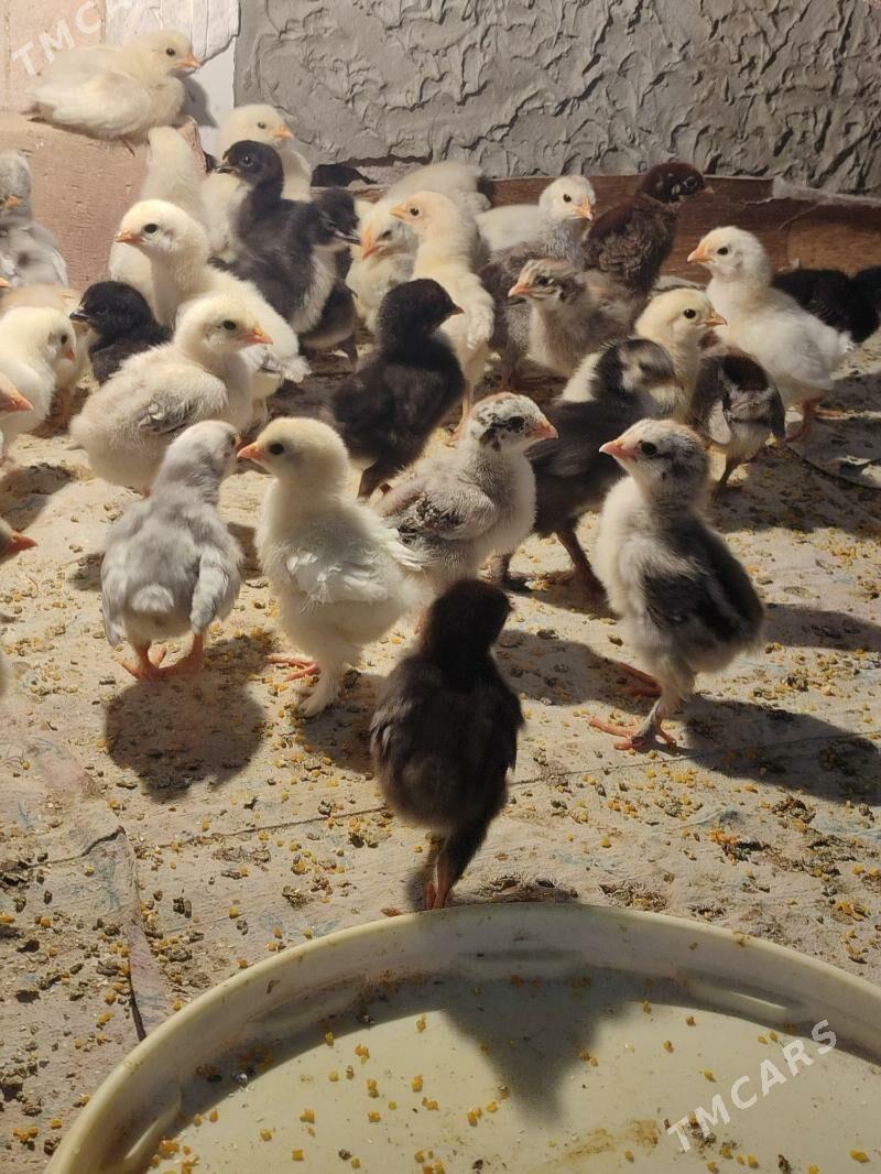 gigat jüyje - Türkmenabat - img 4