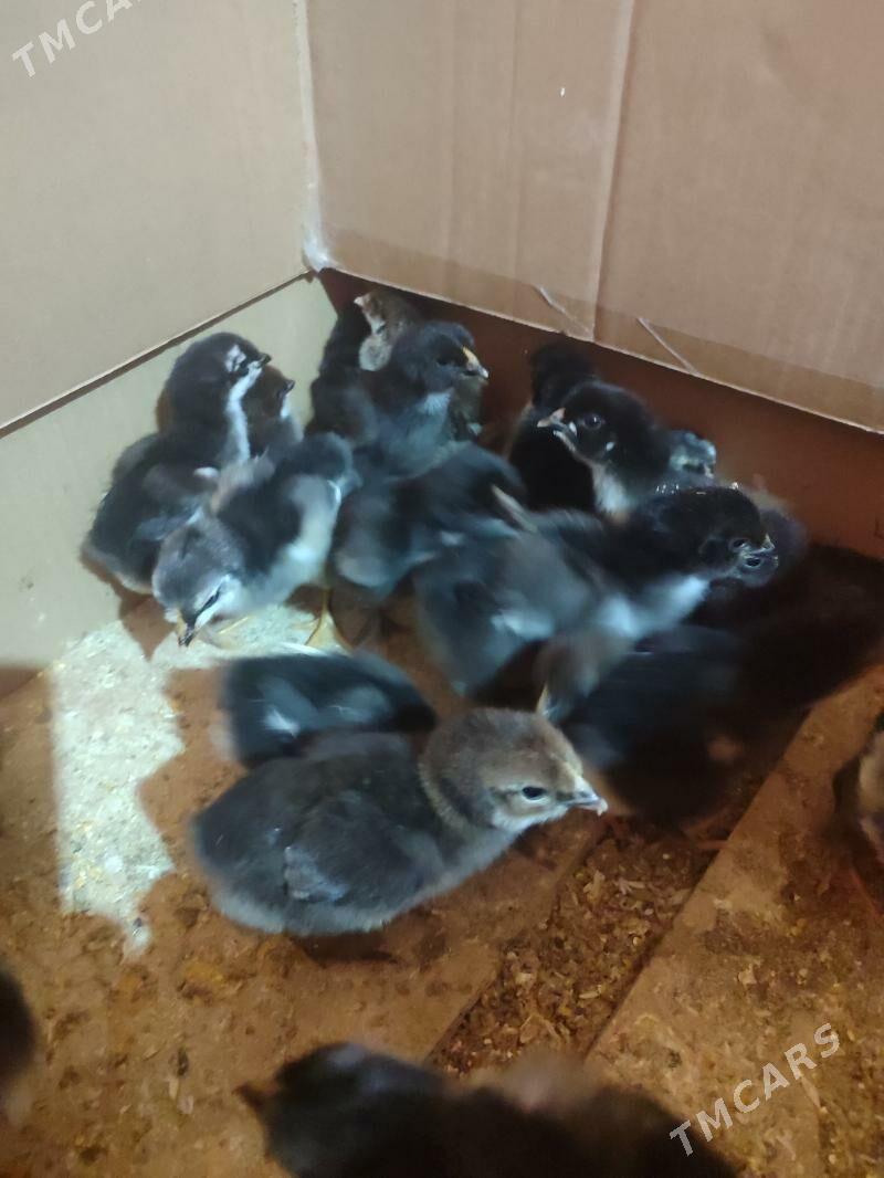 gigat jüyje - Türkmenabat - img 6