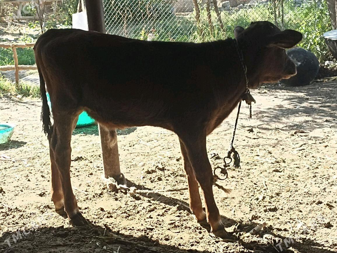 Göleli sygyr şwes tohum - Ýaşlyk - img 2